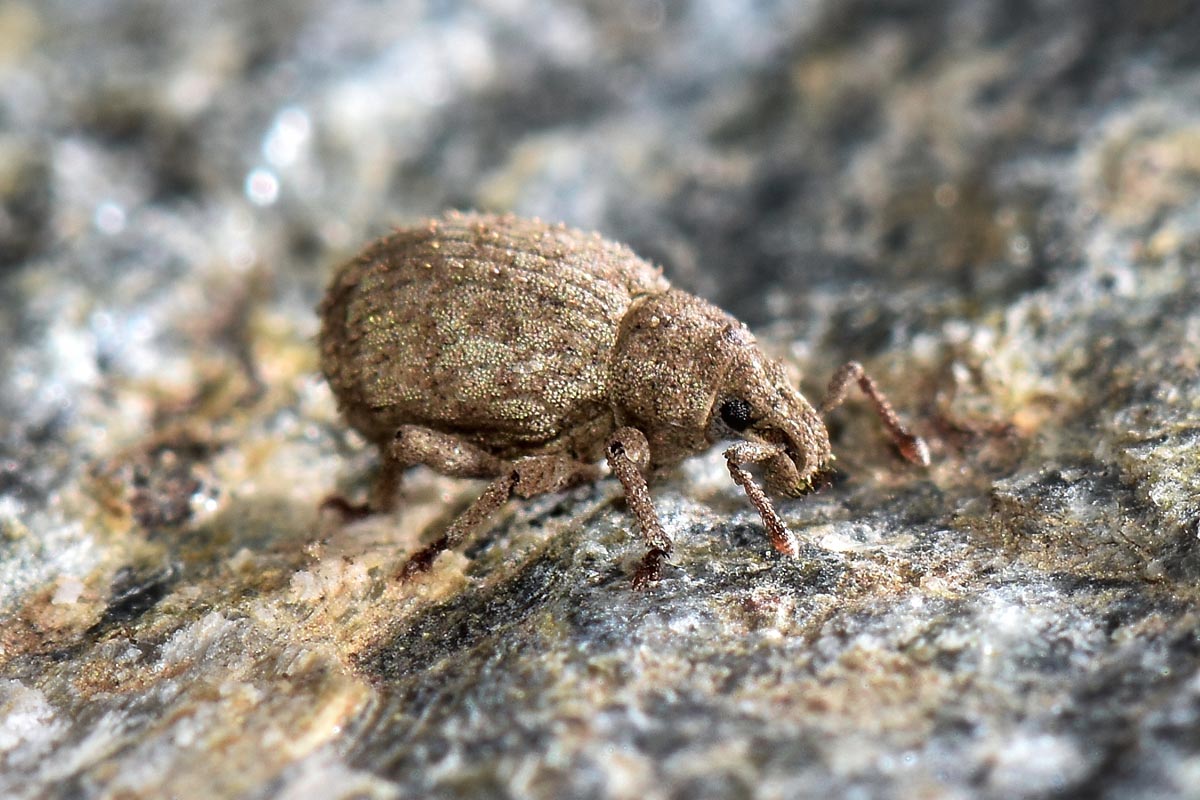 Curculionidae: Romualdius angustisetulus?   S !